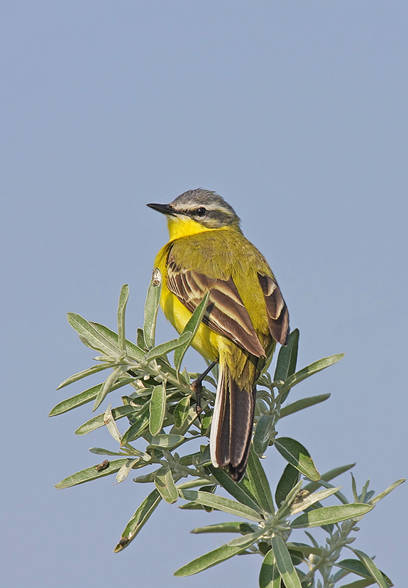 Schafstelze (Motacilla flava)