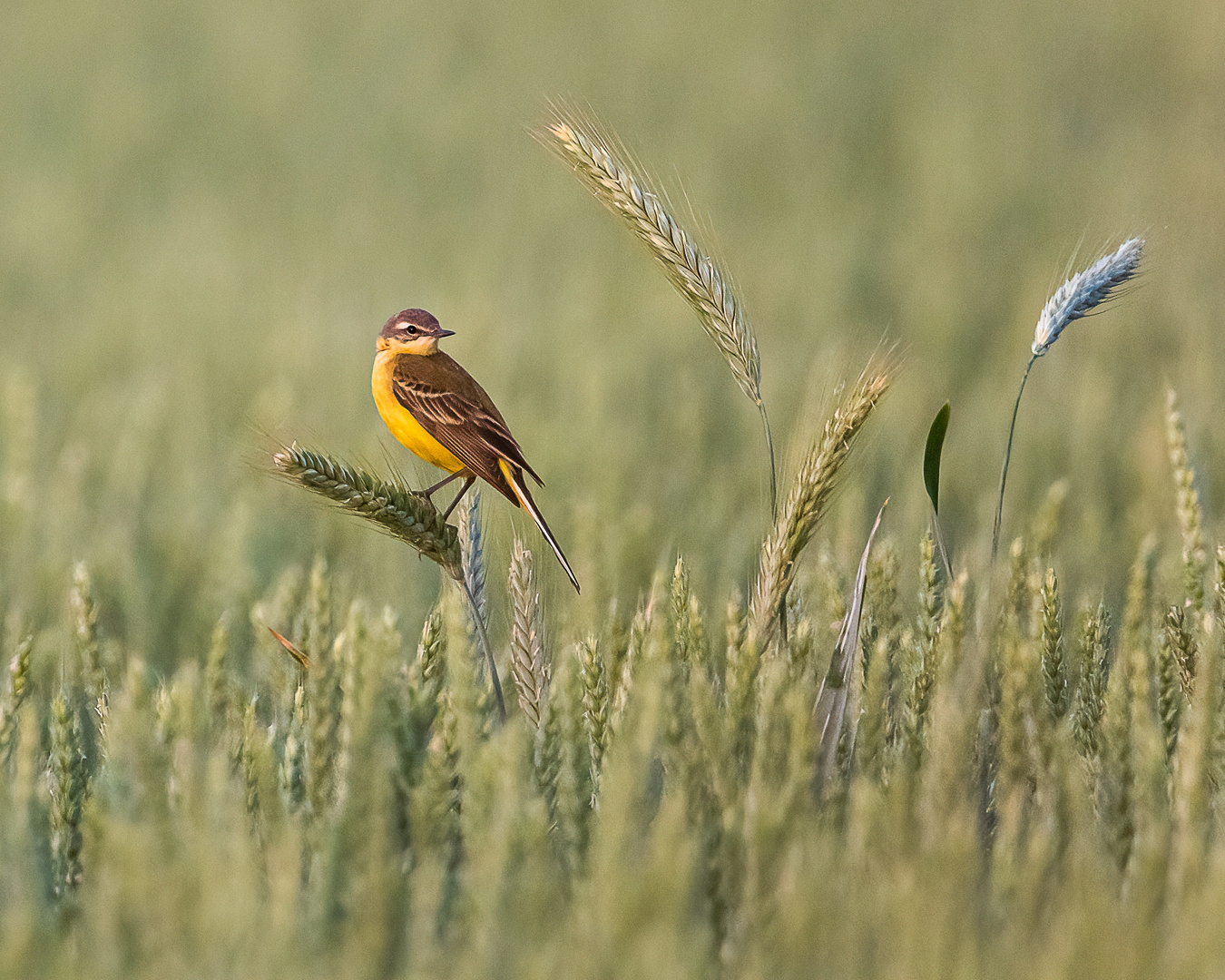 Schafstelze (Motacilla flava)