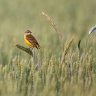 Schafstelze (Motacilla flava)