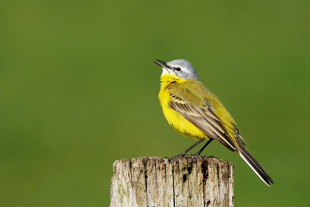 Schafstelze (Motacilla flava) 