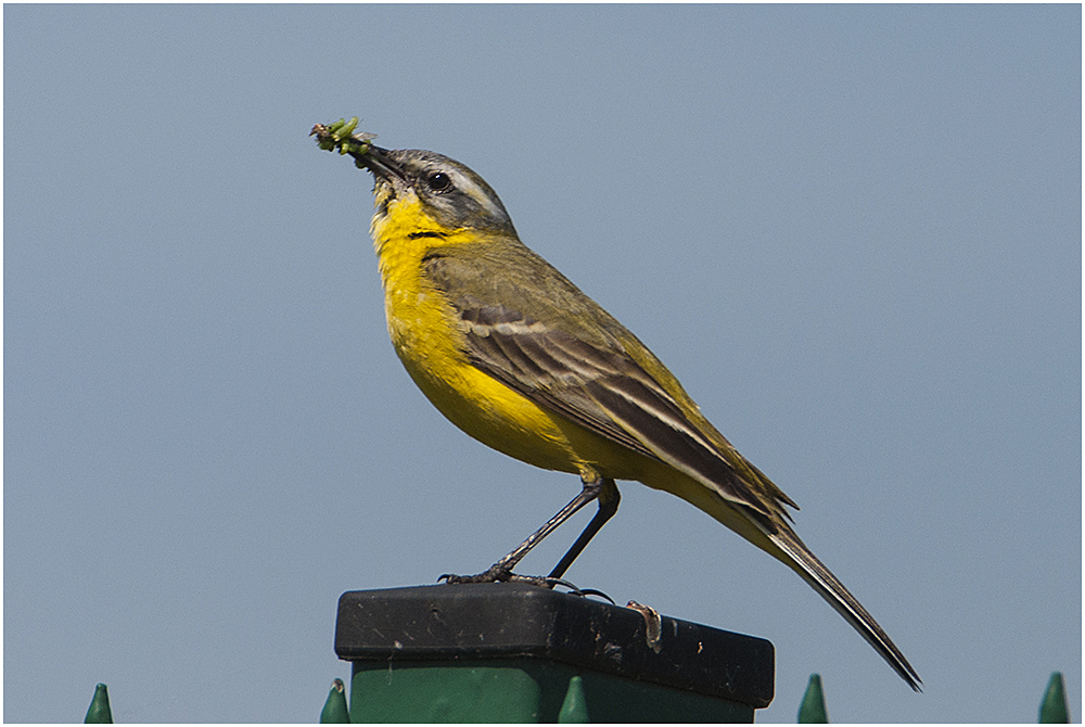 Schafstelze - Motacilla flava