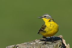 Schafstelze (Motacilla flava) 