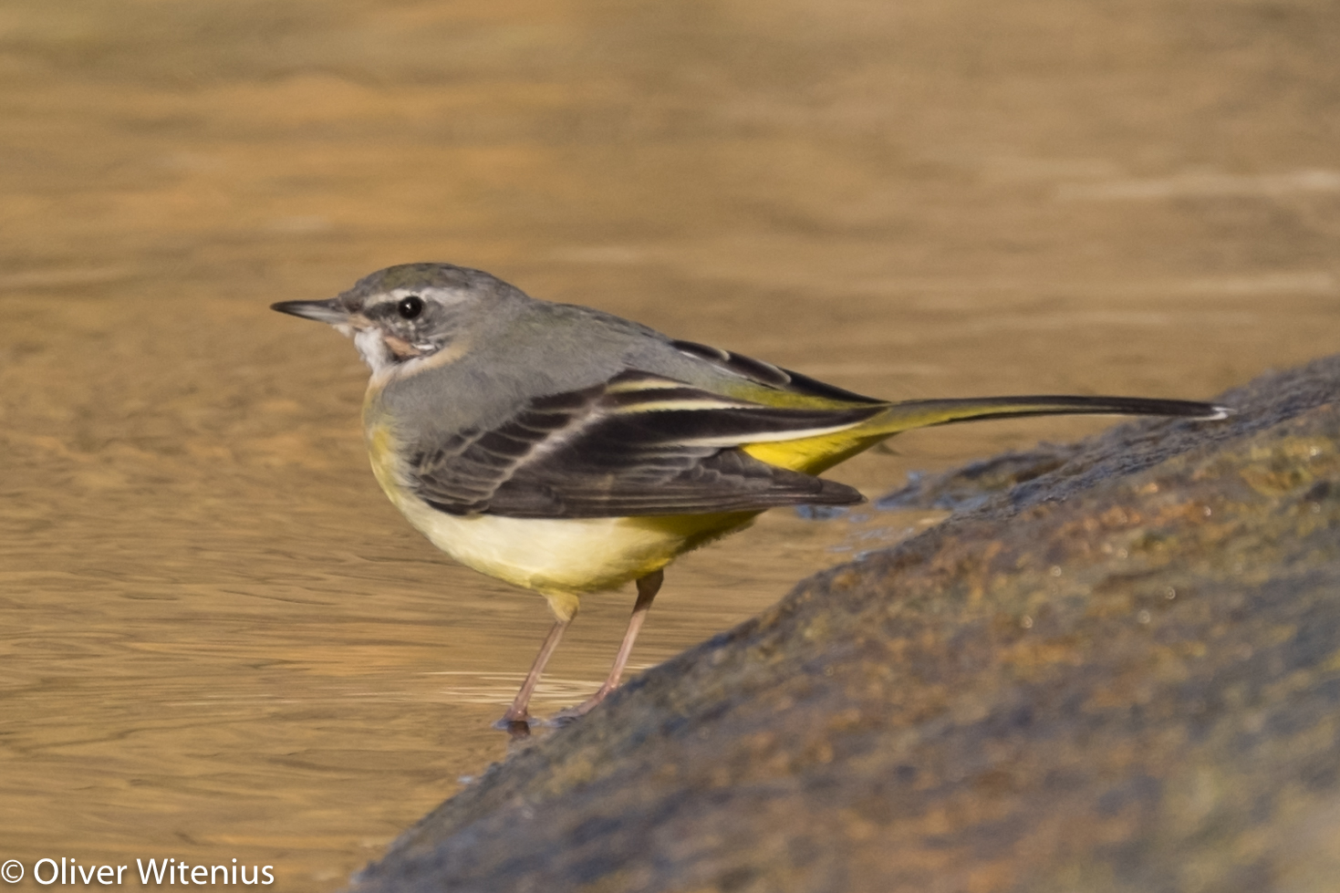 Schafstelze (Motacilla flava)