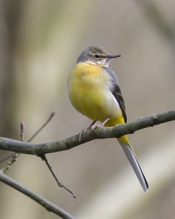 Schafstelze (Motacilla flava)