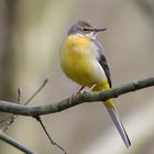 Schafstelze (Motacilla flava)