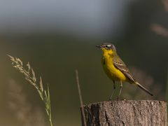 Schafstelze (Motacilla flava)