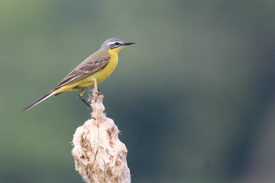 Schafstelze - Motacilla flava