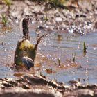 Schafstelze (Motacilla flava) 