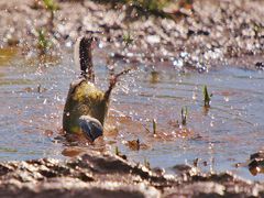 Schafstelze (Motacilla flava) 