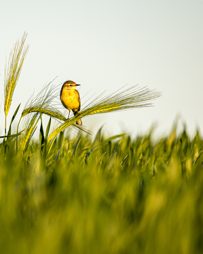 Schafstelze (Motacilla flava)