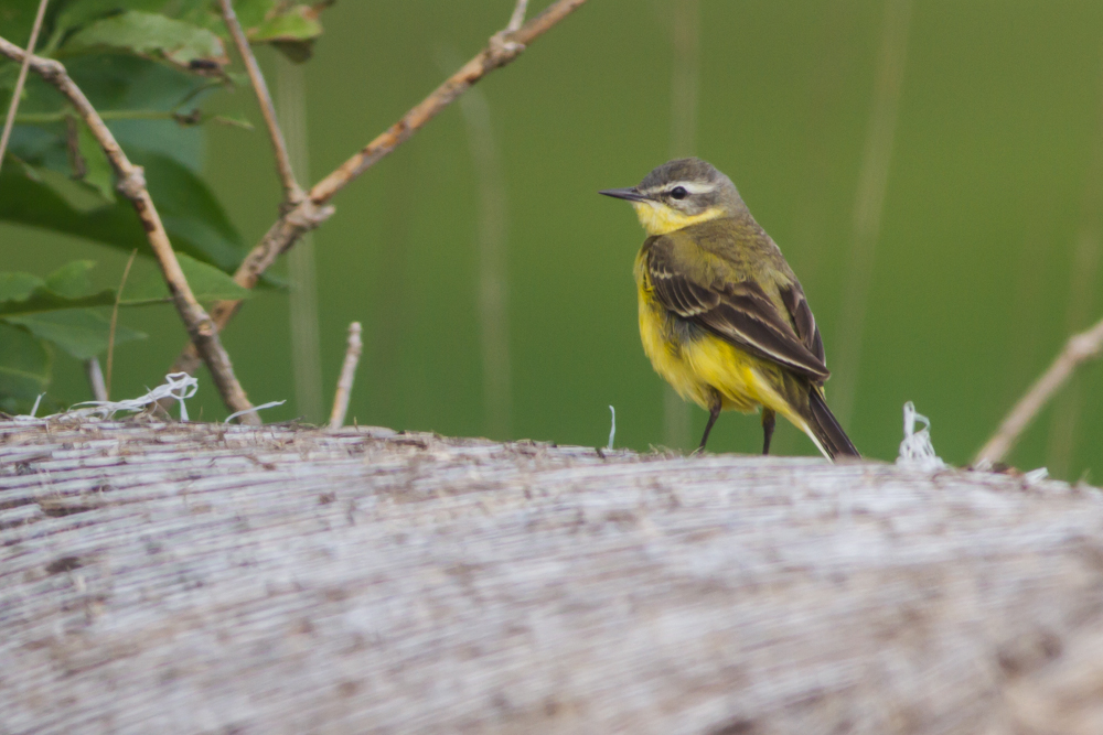 Schafstelze (Motacilla flava)