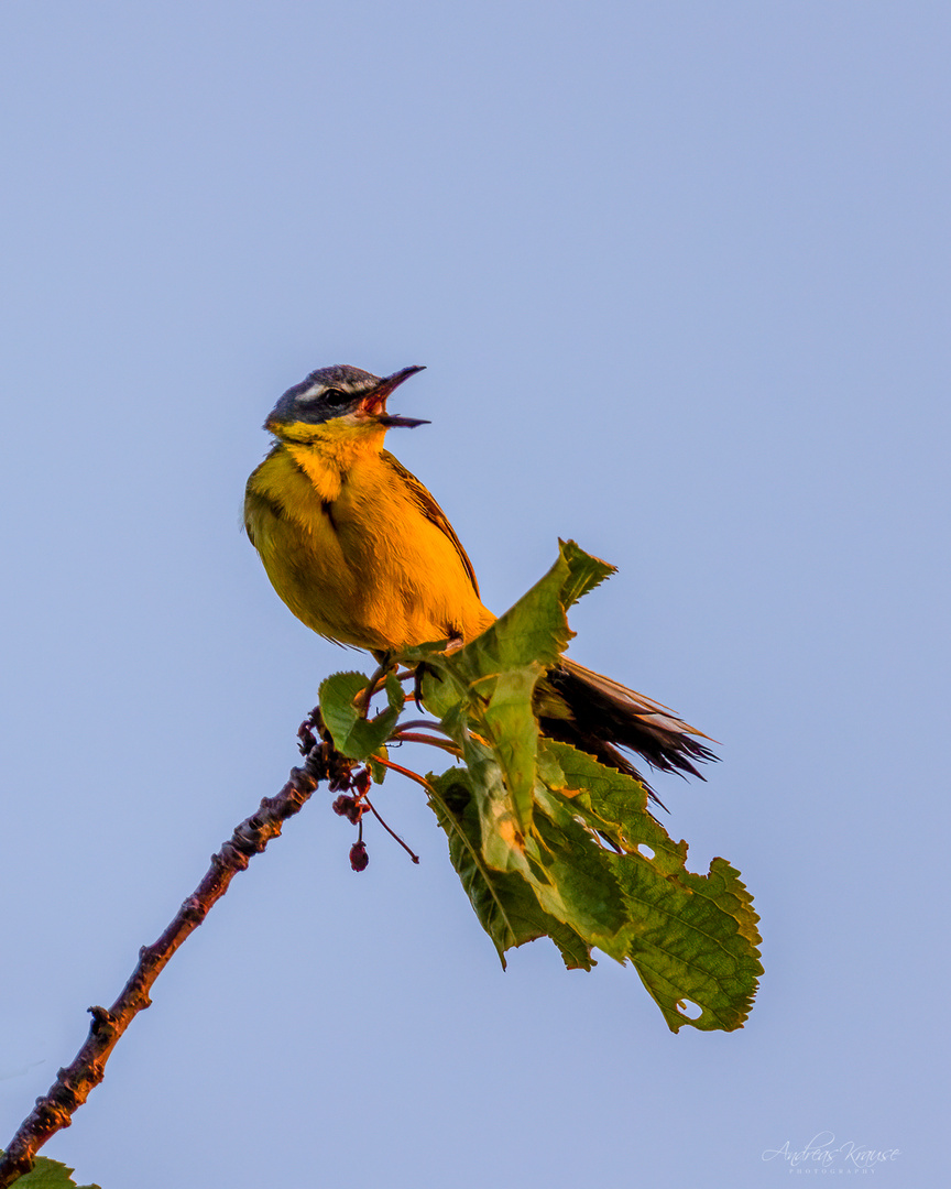 Schafstelze (Motacilla flava)