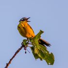 Schafstelze (Motacilla flava)