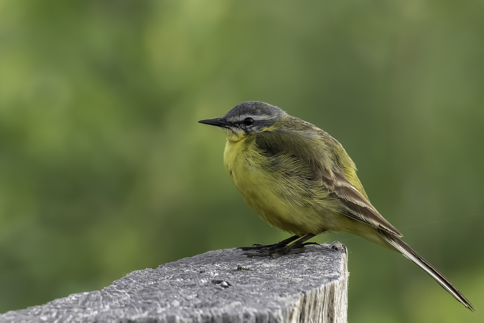 Schafstelze (Motacilla flava)