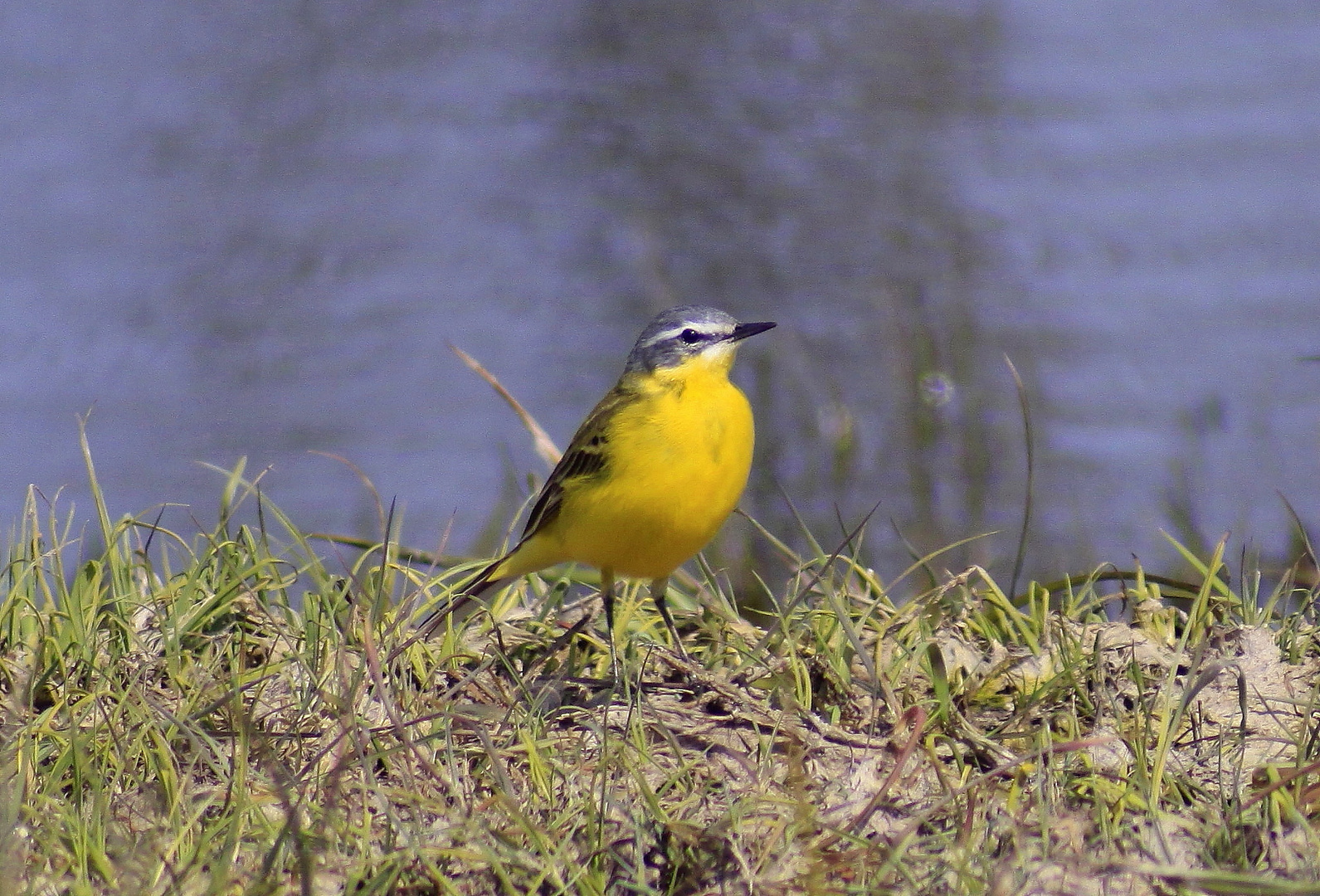 Schafstelze(Motacilla flava)