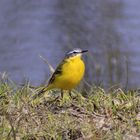 Schafstelze(Motacilla flava)