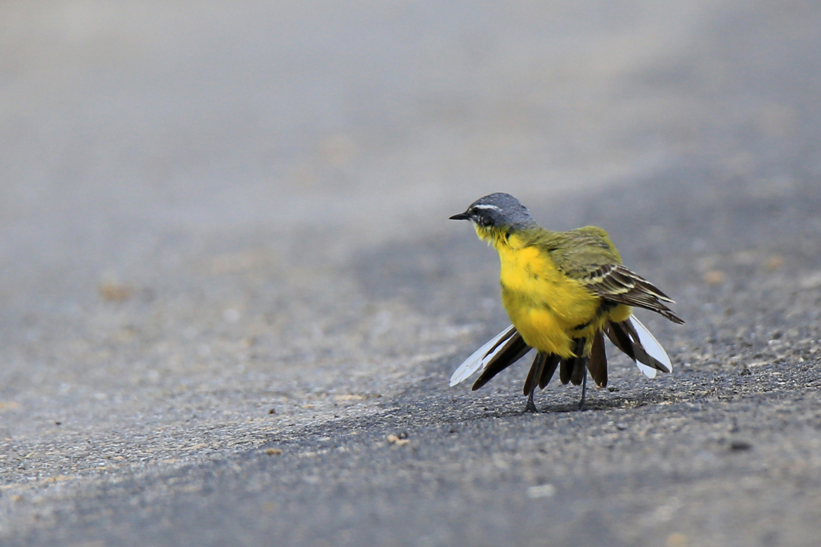 Schafstelzen Männchen auf dem Laufsteg