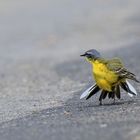 Schafstelzen Männchen auf dem Laufsteg