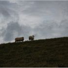 Schafswetter