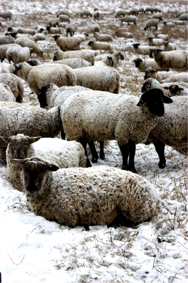 Schafswinter(Kälte)