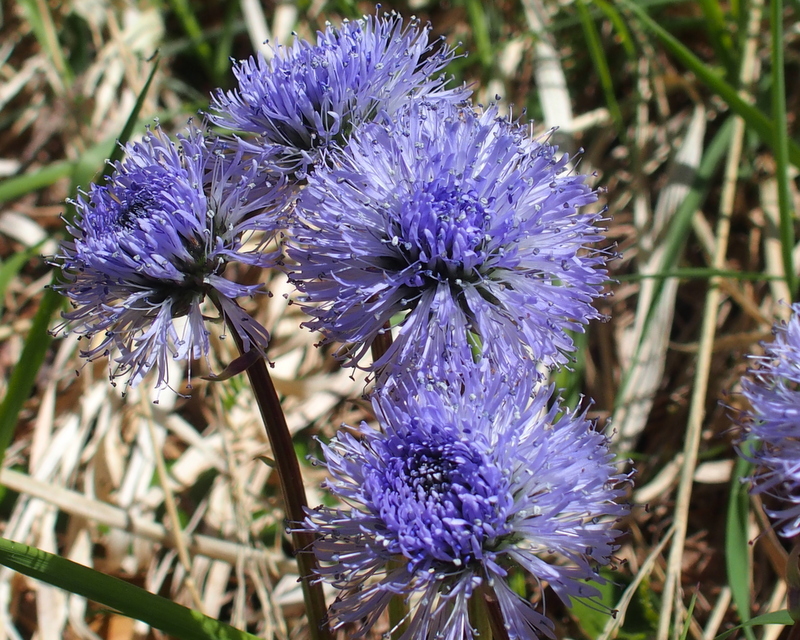 Schaft-Kugelblume 'Globularia nudicaulis'