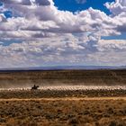 Schaftrieb, Wyoming, USA