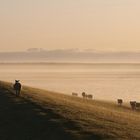 Schafwanderung im Morgengrauen