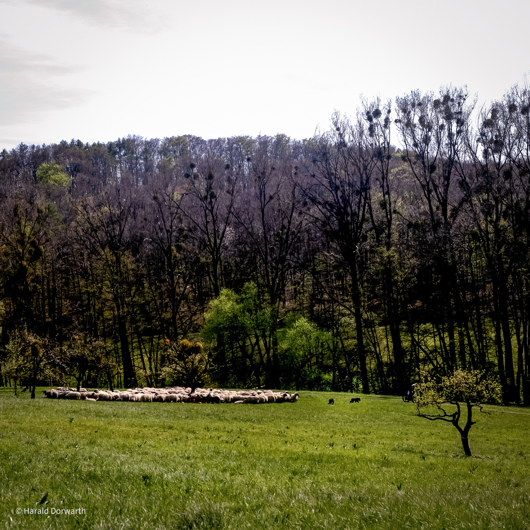 Schafweide am Horn