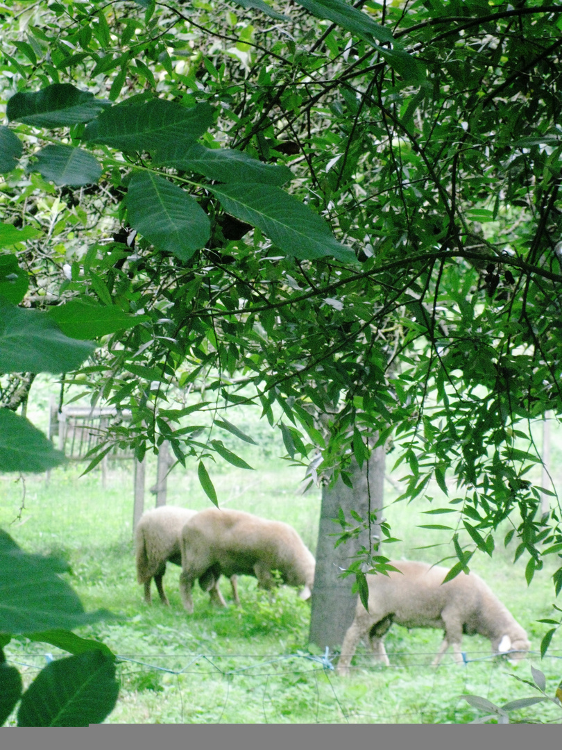 Schafweide beim Hasenheim