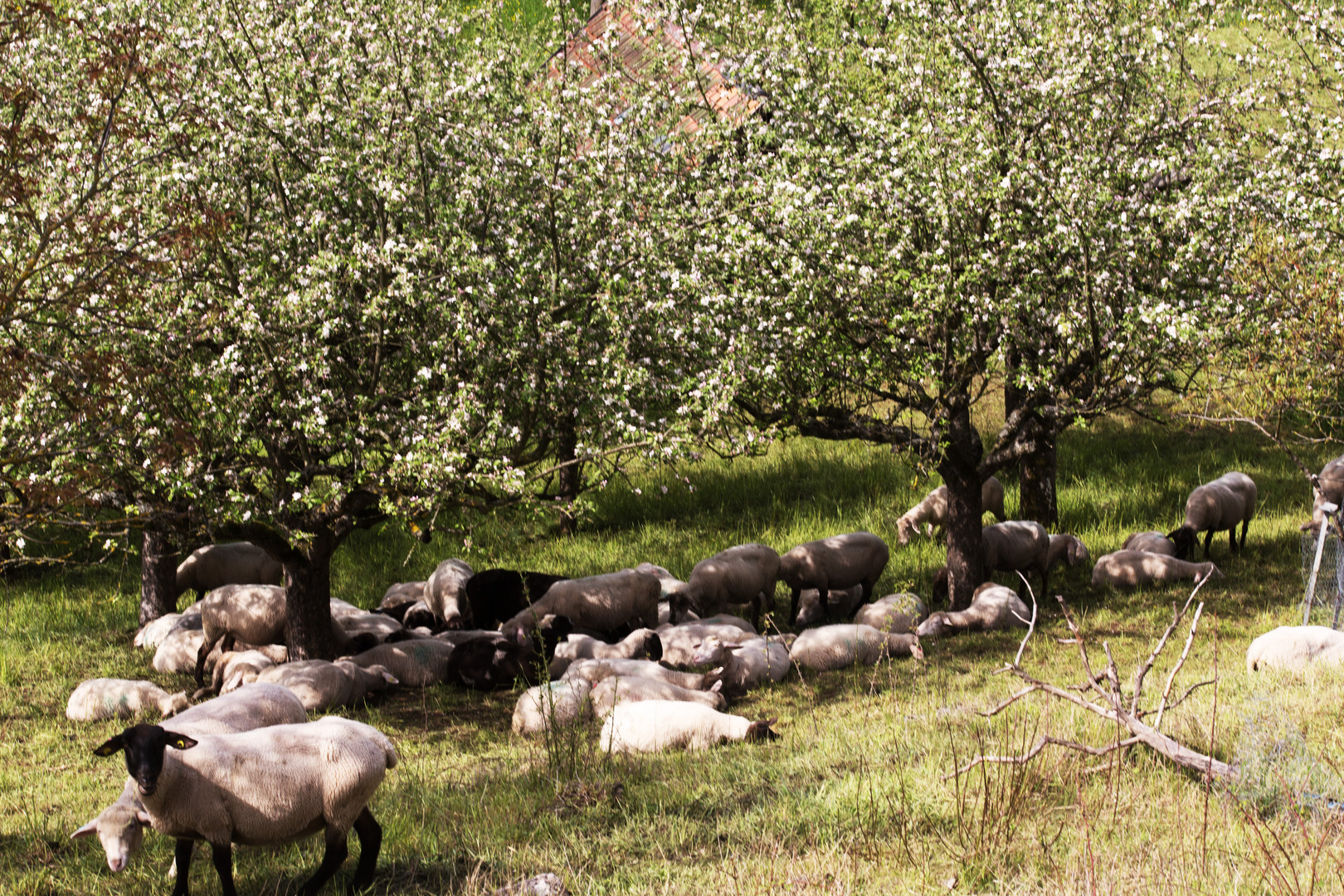 Schafweide im Frühlingjpg