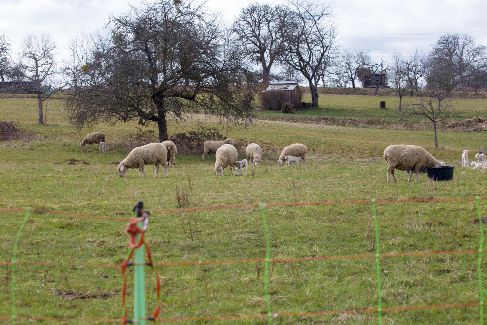 Schafweide im Kraichgau