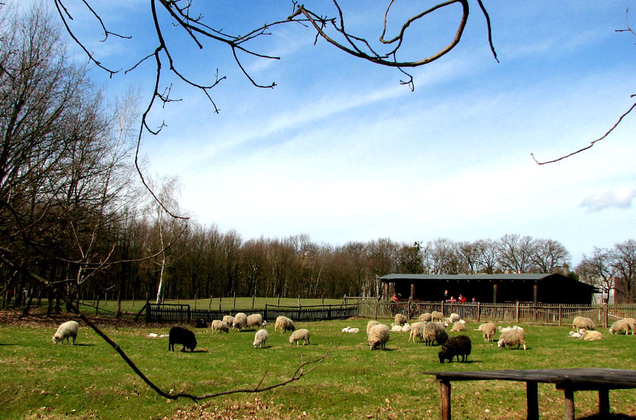 Schafweide im Museumsdorf Düppel Berlin