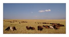 Schafweide in Kirgistan