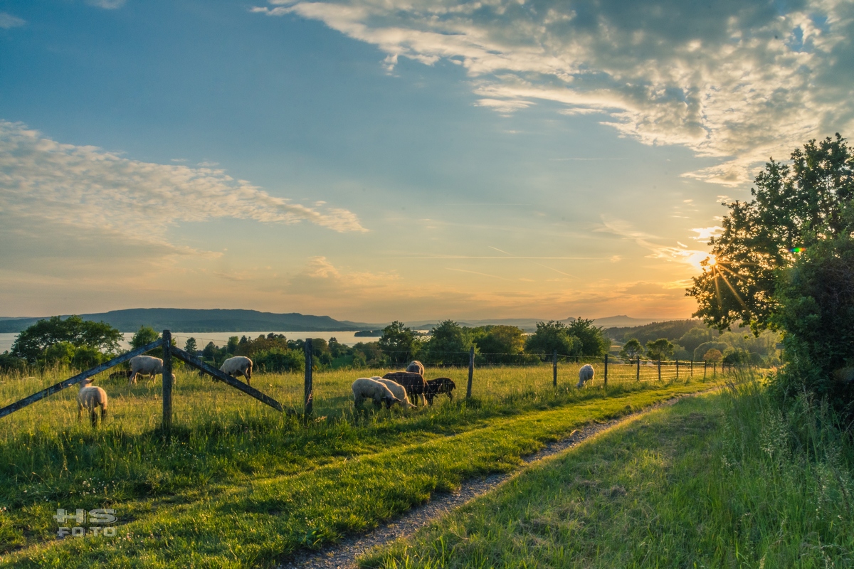 Schafweide mit Seeblick