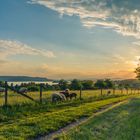 Schafweide mit Seeblick