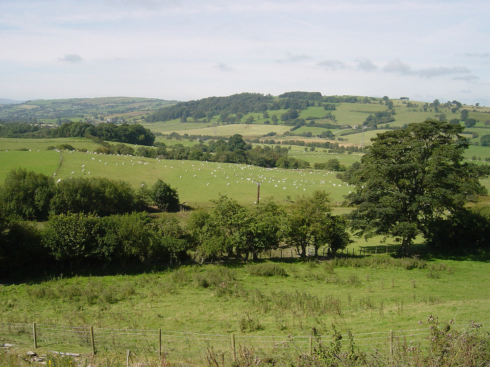 Schafweiden in Wales