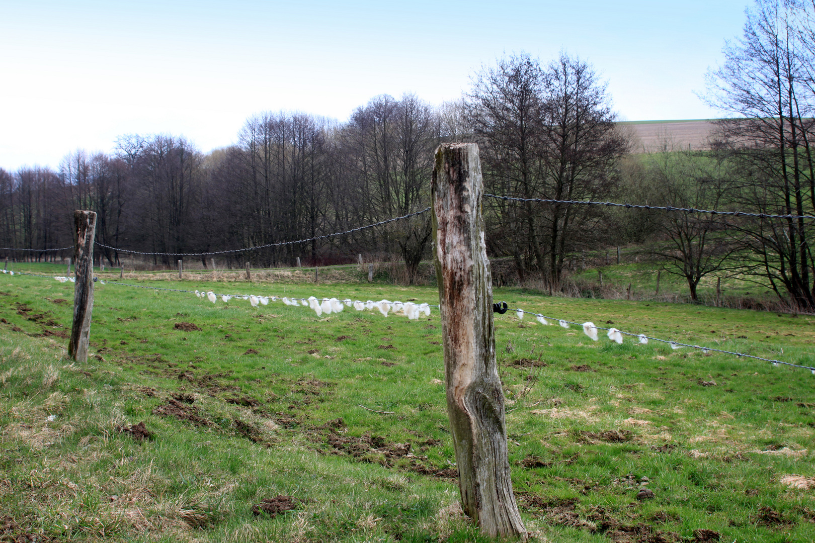 -Schafwolle im Wind-