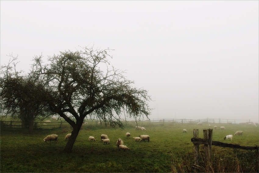 Schafwollwetter