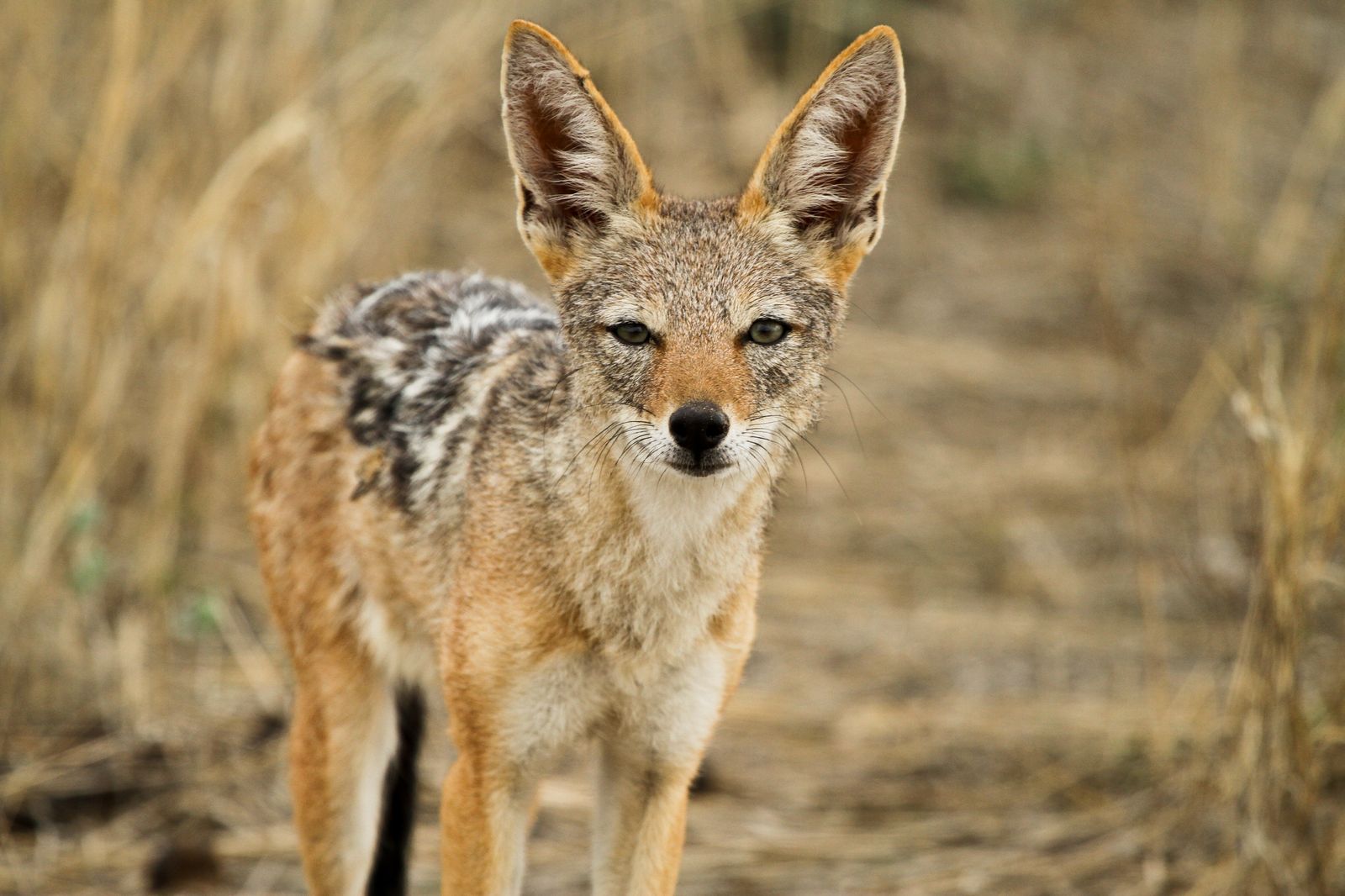 Schakal Foto & Bild tiere, wildlife, säugetiere Bilder auf