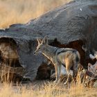 Schakal am Rhino-Kadaver