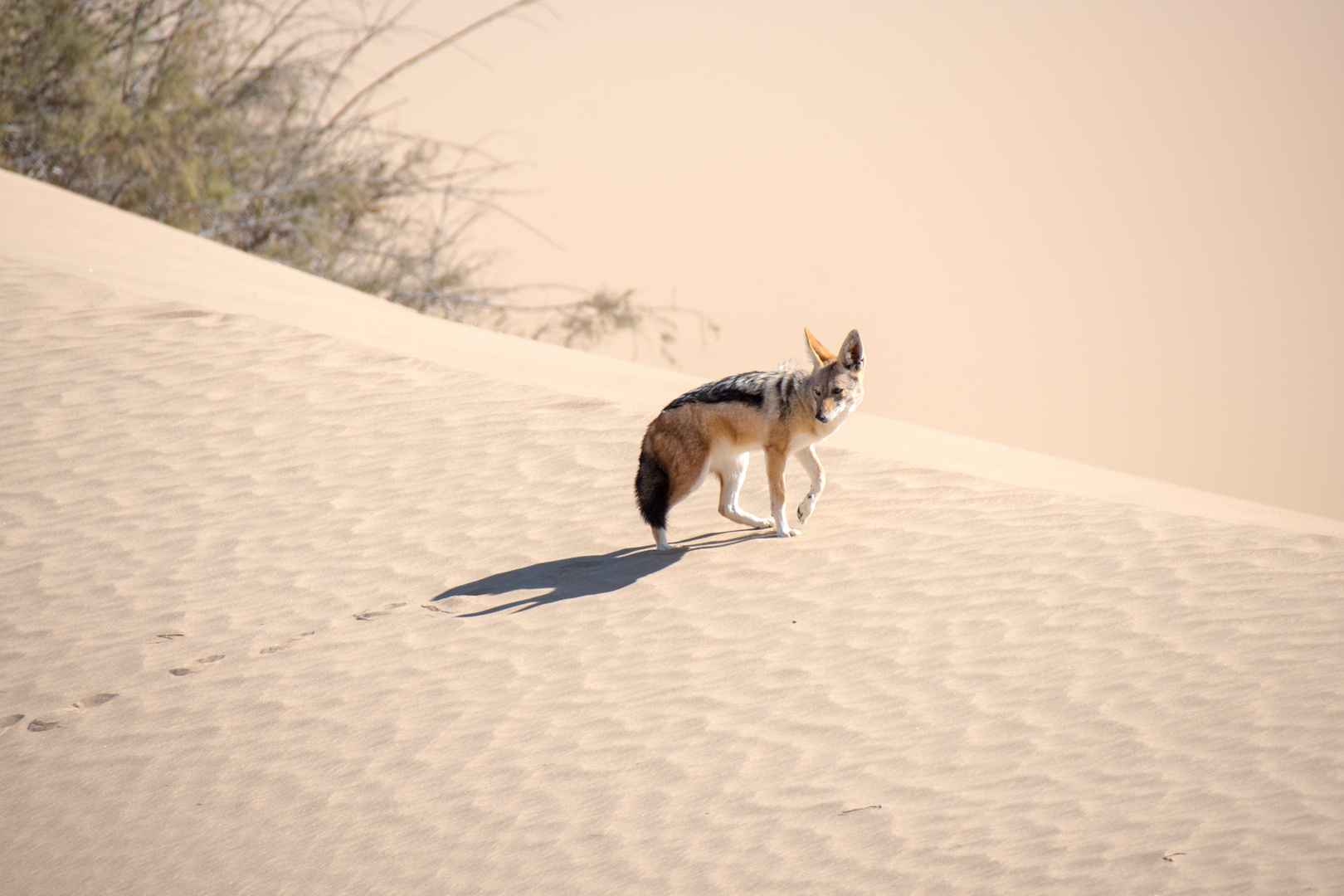 Schakal in der Namib(2)