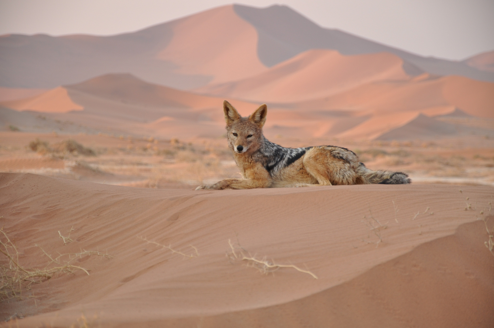 Schakal, Namib Desert