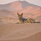 Schakal, Namib Desert