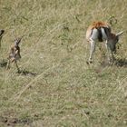 Schakal reißt Thompson-Gazelle 0