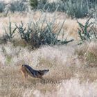 Schakal-Stretching