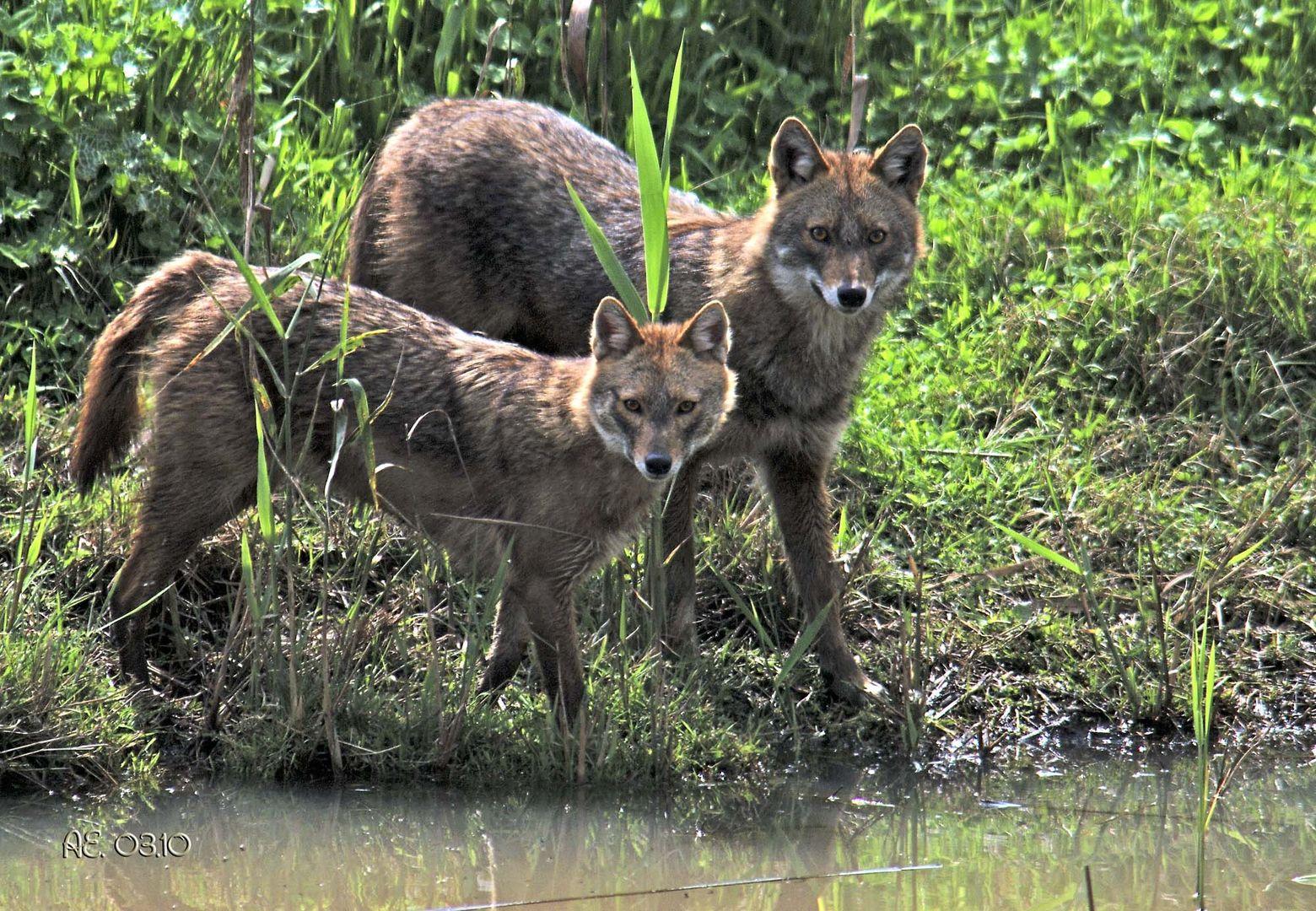 Schakale (Goldschakale) Canis aureus