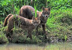 Schakale (Goldschakale) Canis aureus