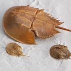 Schalen von Horseshoe Crabs (Limulus polyphemus)