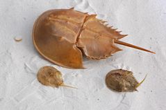 Schalen von Horseshoe Crabs (Limulus polyphemus)