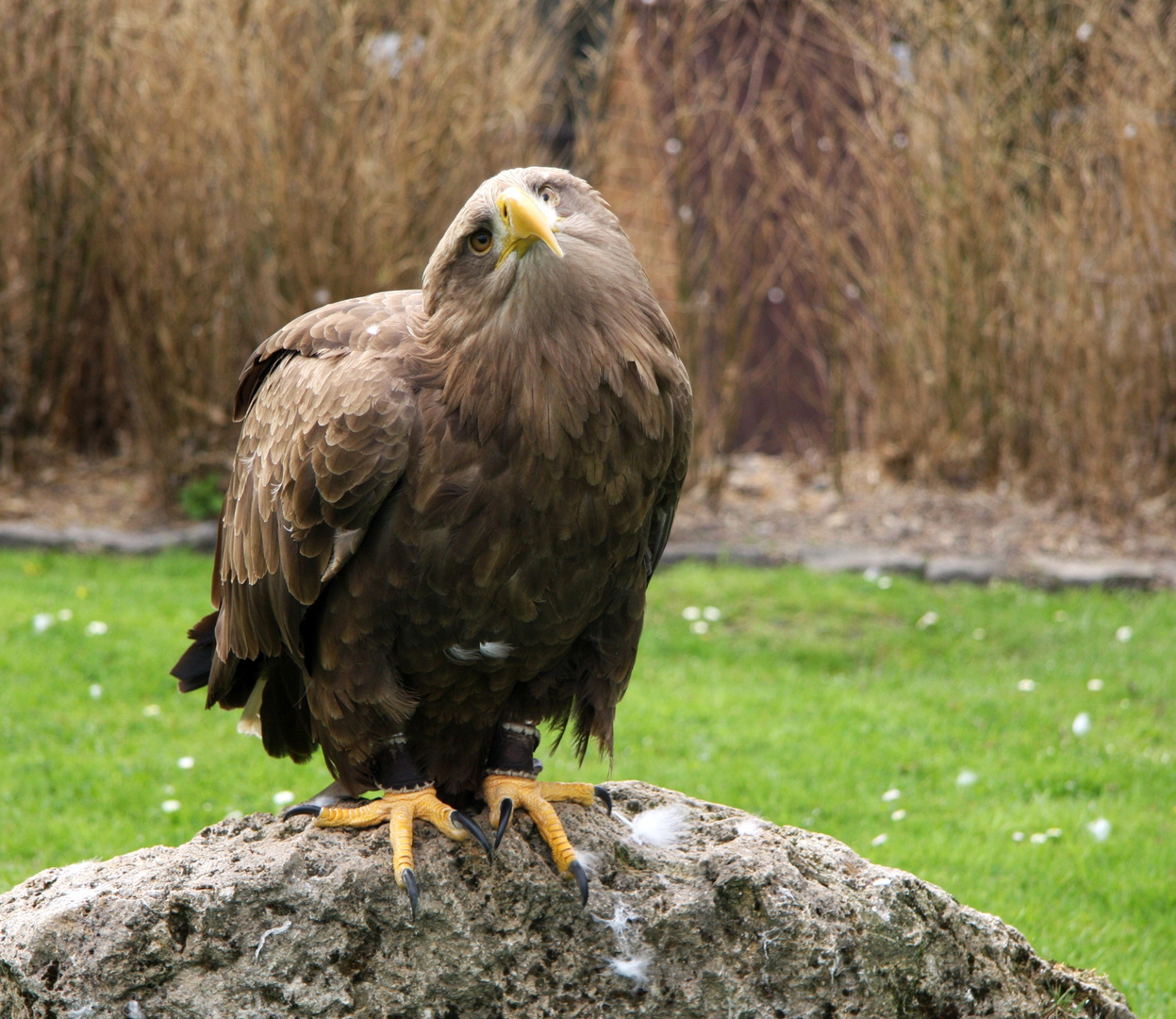 Schalk im Nacken?!